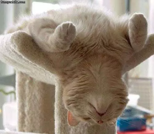 Up Side Down Sleeper Cat