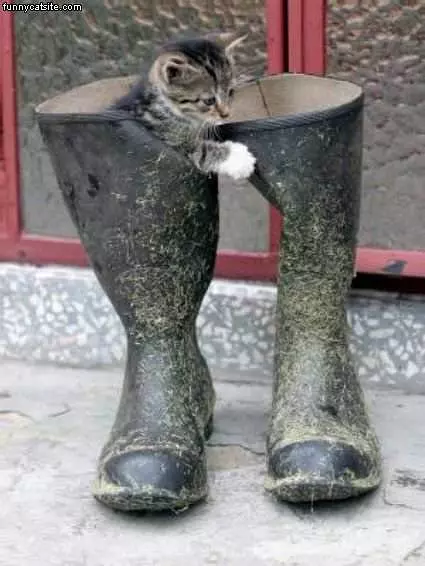 Boots Cat
