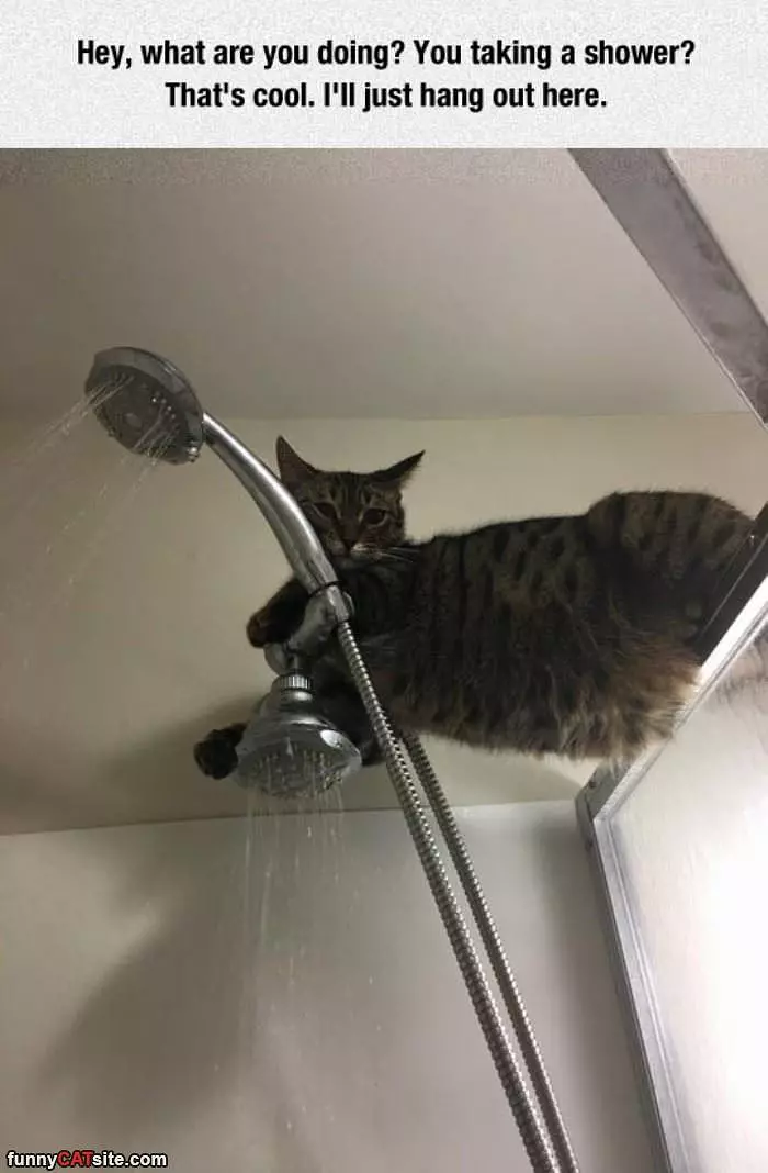 Cat Watching The Shower