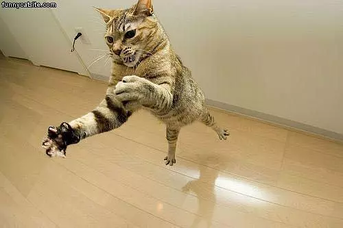 Flying Attack Cat