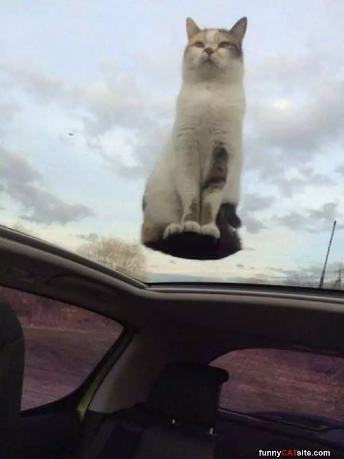 Hover Cat