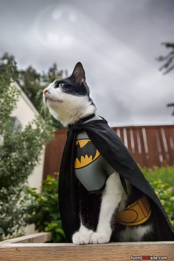 I Am Bat Cat