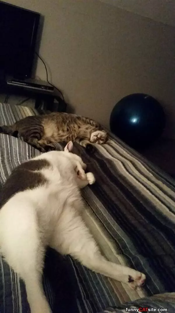 Cats On The Bed