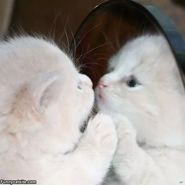 Mirror Mirror On The Wall