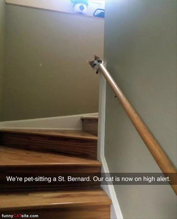 Cat Is On High Alert