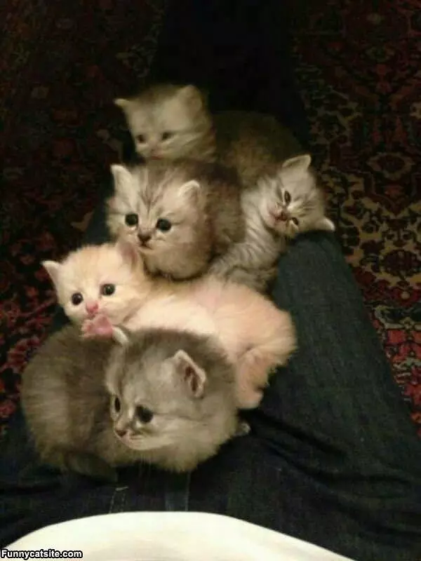Stacking Kittens