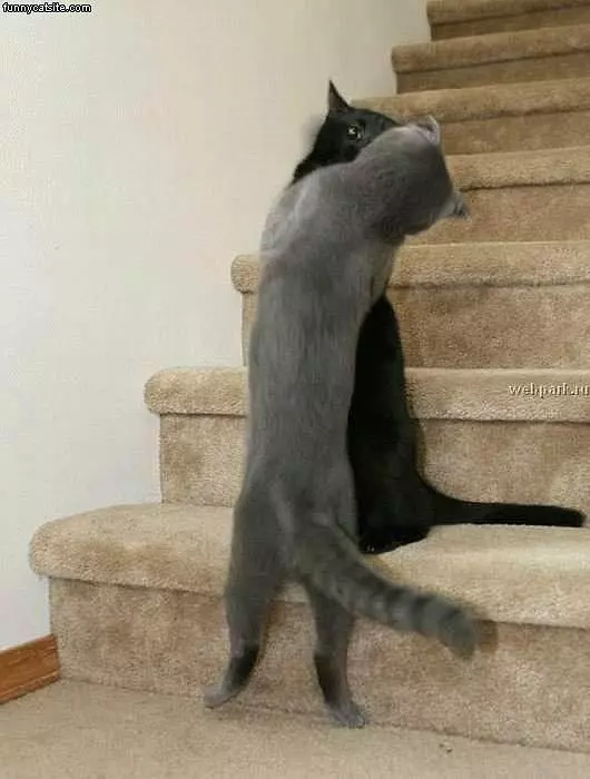 Cats Battle On The Stairs