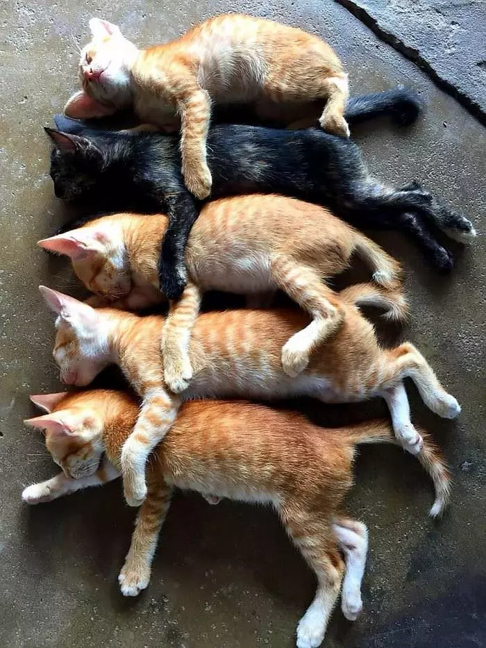 A Pile Of Kittens