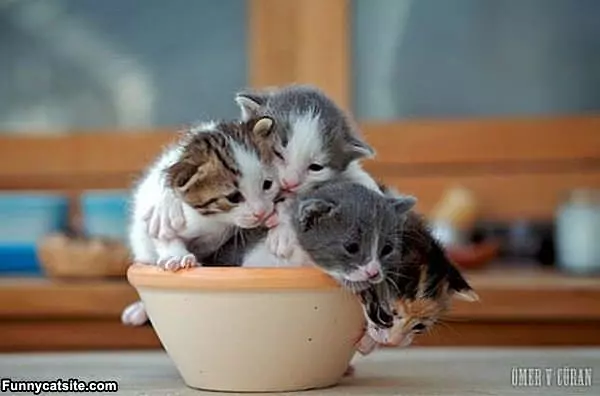 Bowl Full Of Kittens