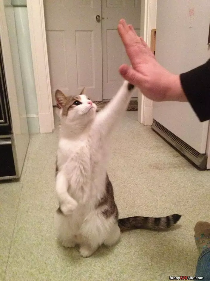 Give Me A High Five