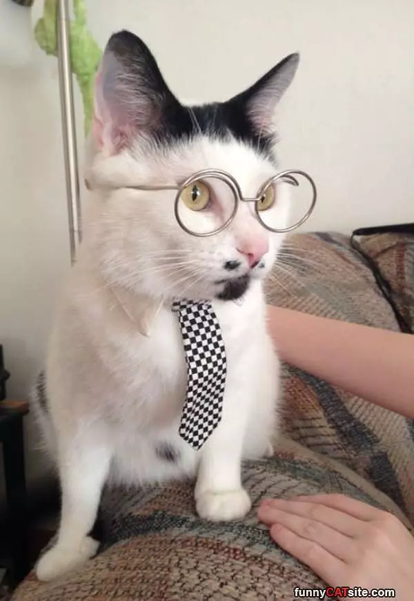 Hipster Cat Glasses