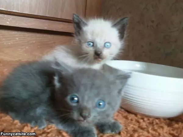 Tiny Kittens