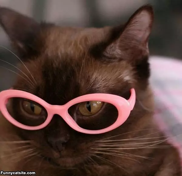 Pink Glasses Cat