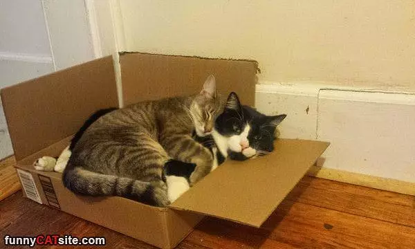 Sharing This Box