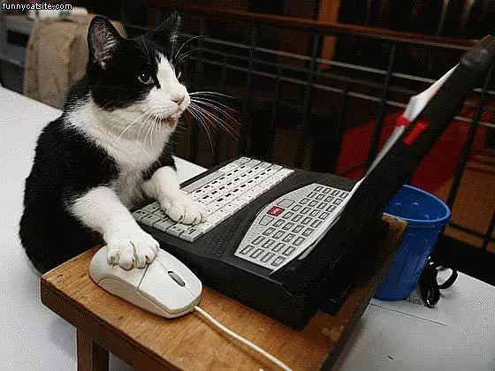 Cat On The Internets