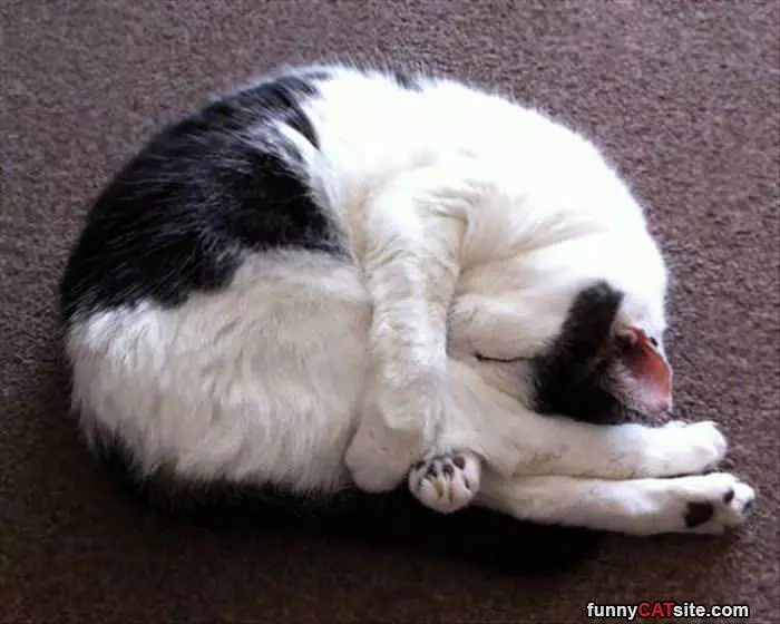 Curled Up Yoga