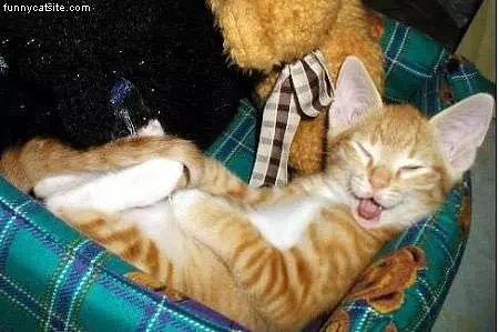 Laying Down Laughing Cat