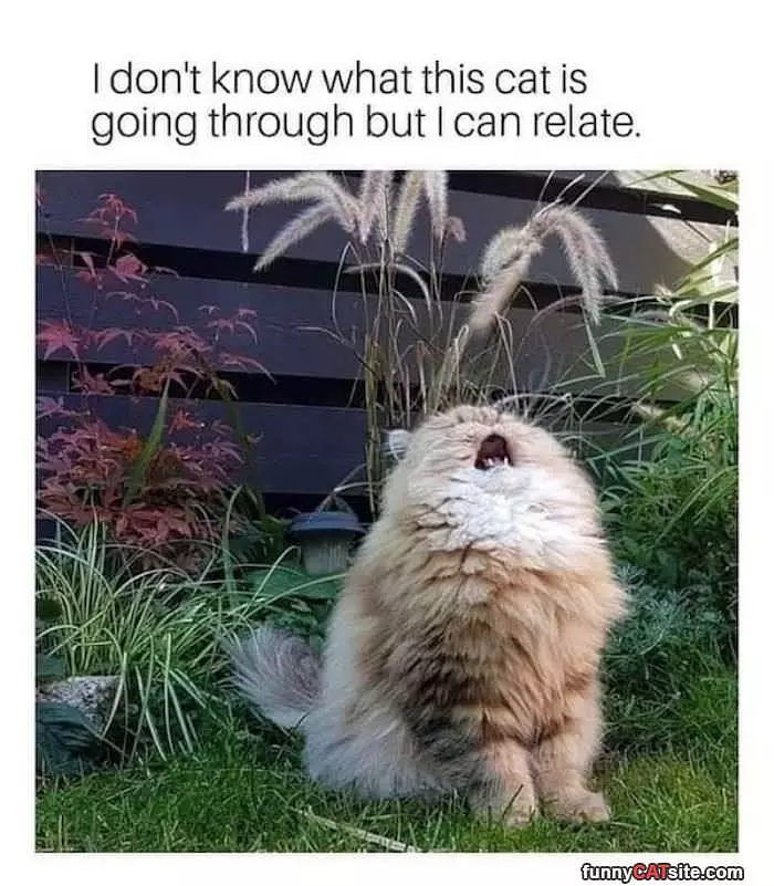 I Can Relate With This Cat