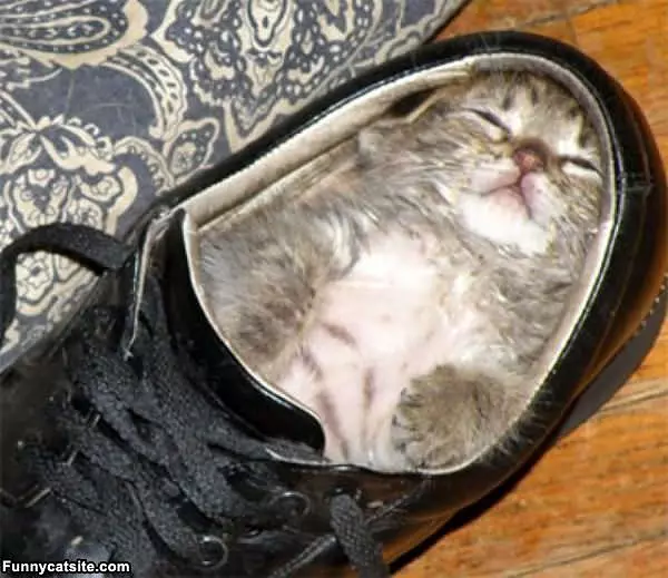 I Sleep In A Shoe