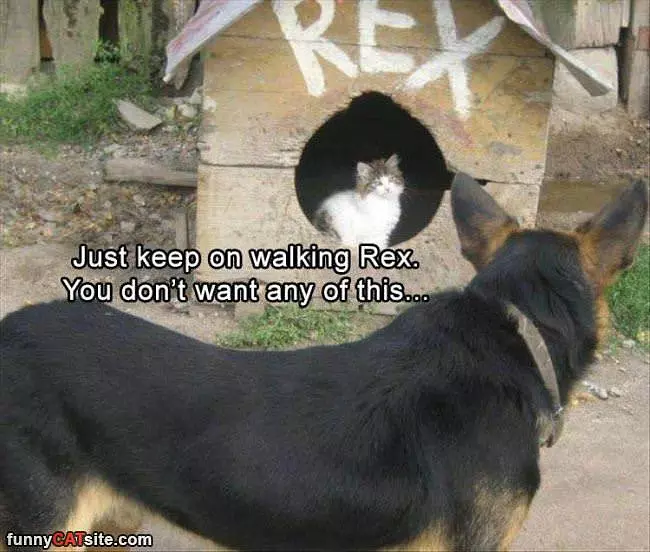 Keep Walking Rex