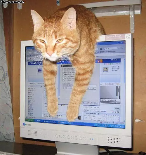 Monitor Cat