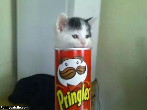 Pringles Kitten
