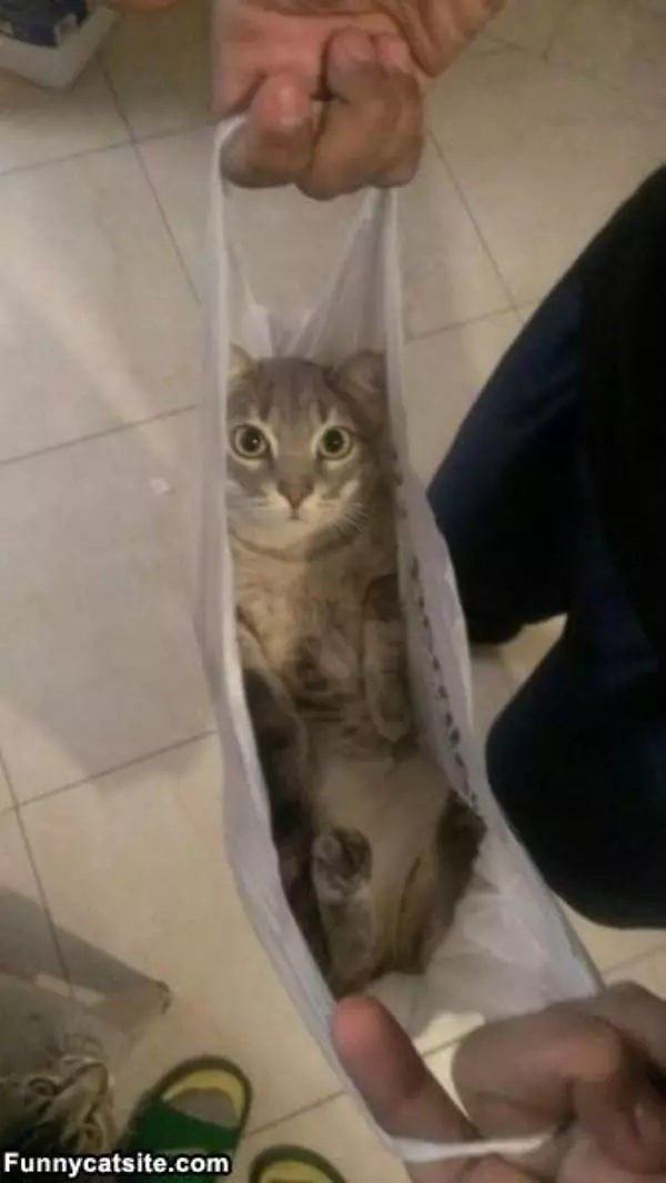 A Single Bag Of Cat