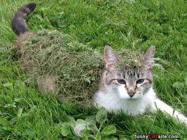 I Am Grassy Cat
