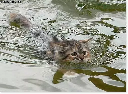 Cat Hates Swimming