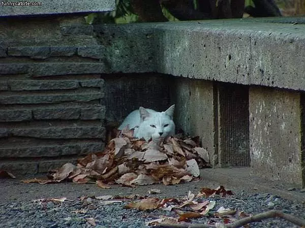 White Cat In Leaves