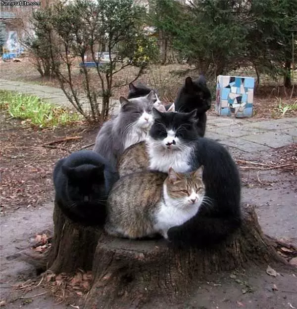 Tree Cats