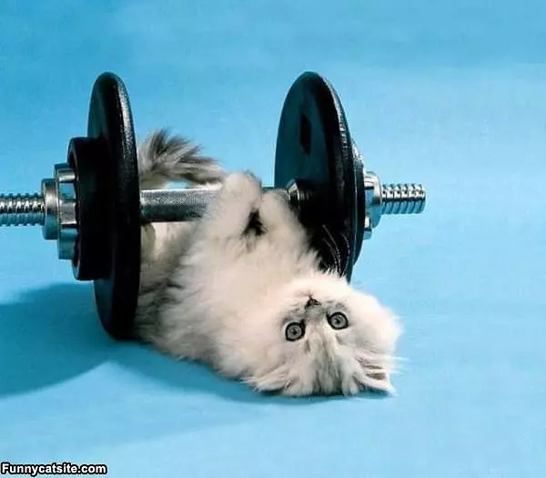 Kitten Work Out
