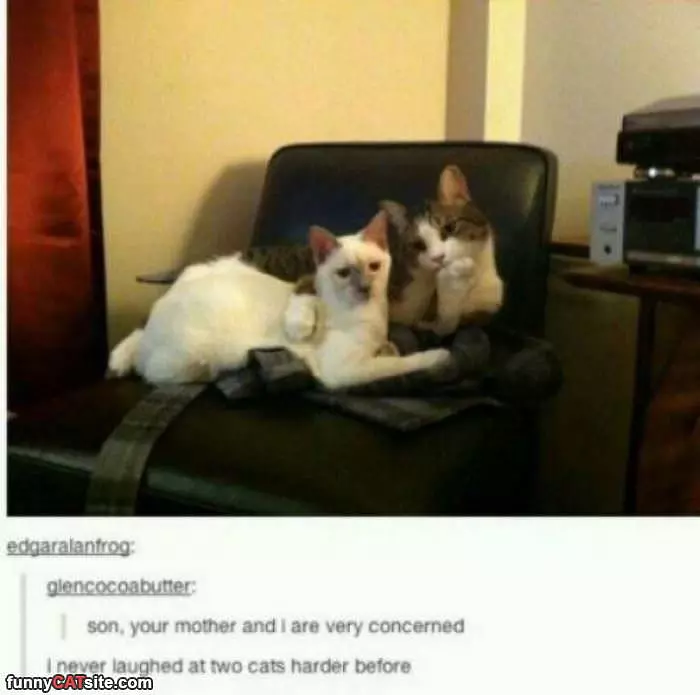 Concerned Cats