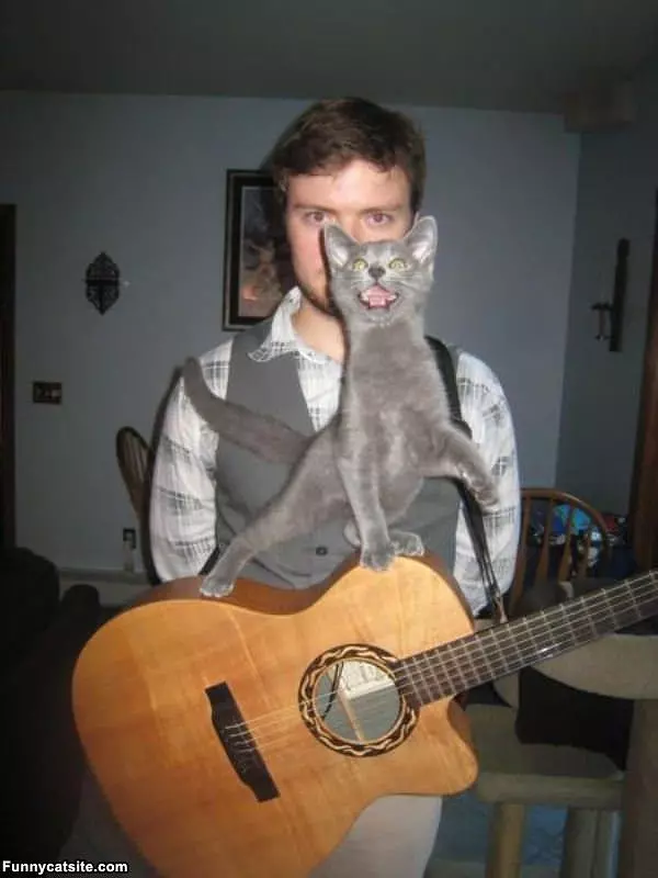Cat Playing Some Guitar