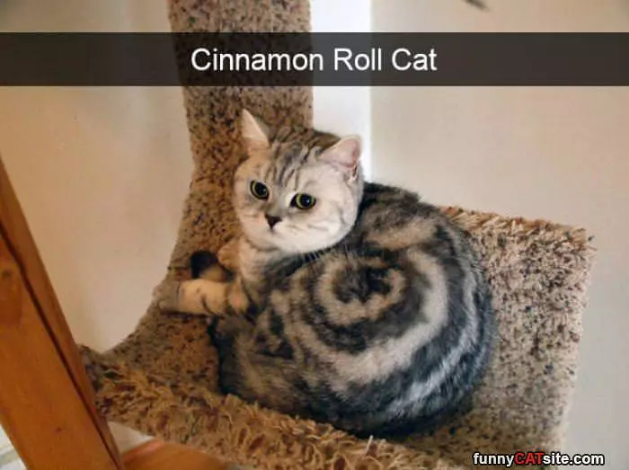 Cinnamon Roll Cat