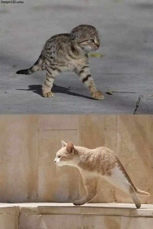 Two Legged Cats