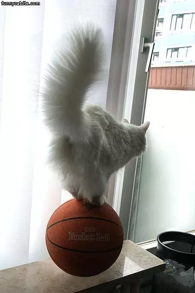 Basketball Balance