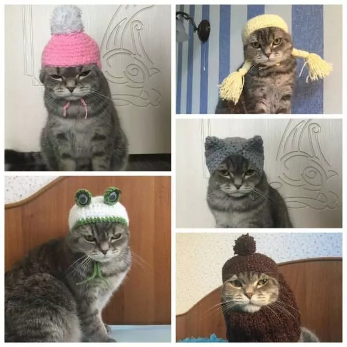 Nice Cat Hat