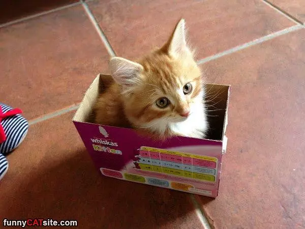 I Fit In This Tiny Box
