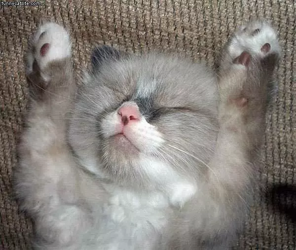 Passed Out Kitten