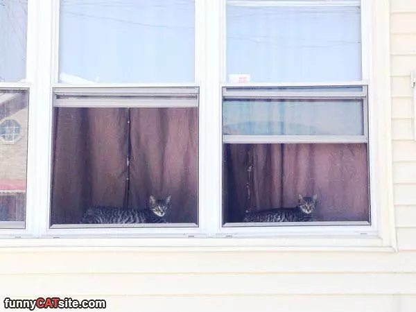 Window Cats