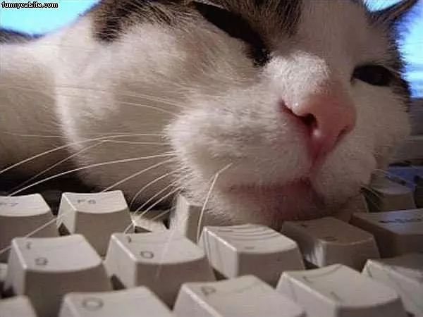 Cat With Face On Keyboard