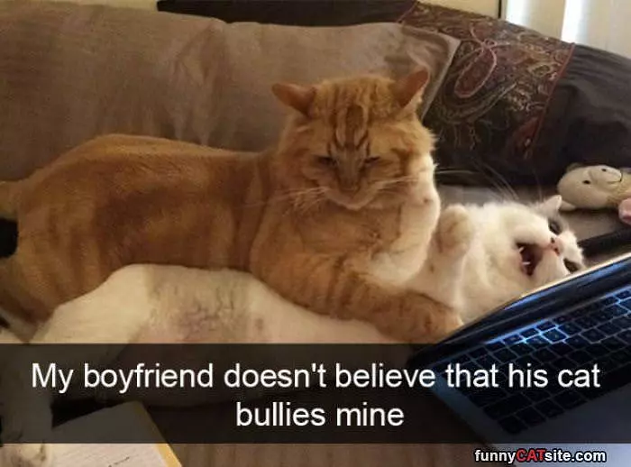 The Bully Cat