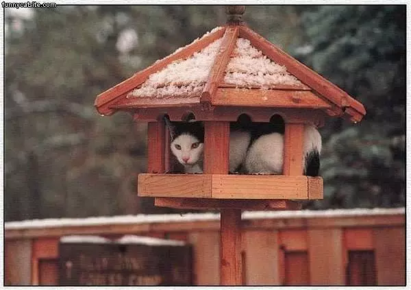 Cat In Bird House