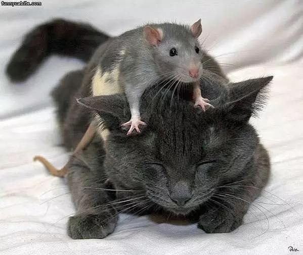 Mouse On Cat