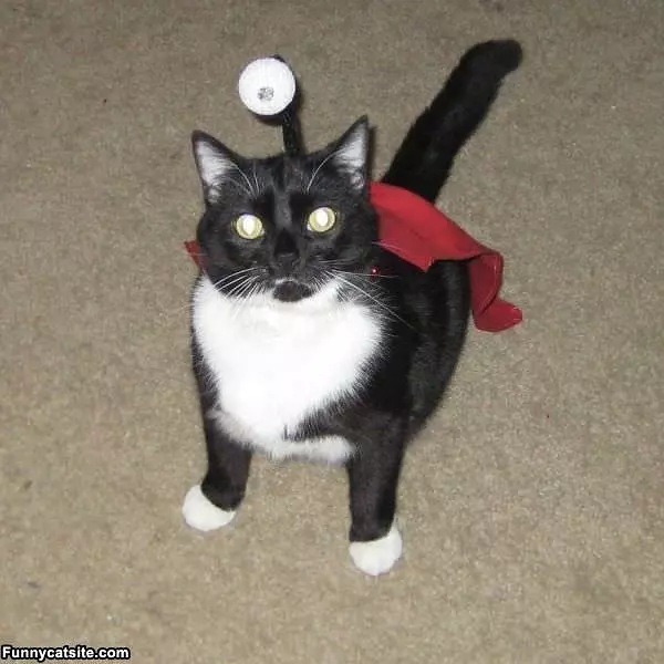 Weird Cat Costume
