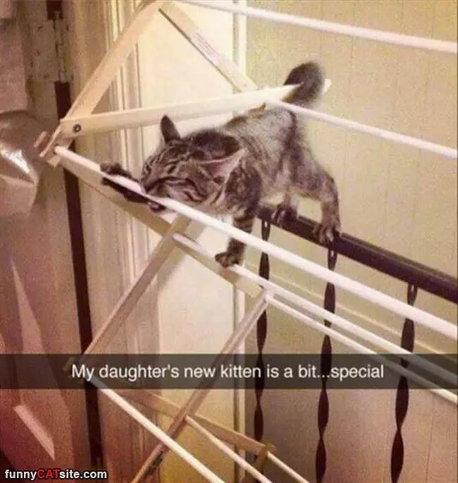 A Special Kitten