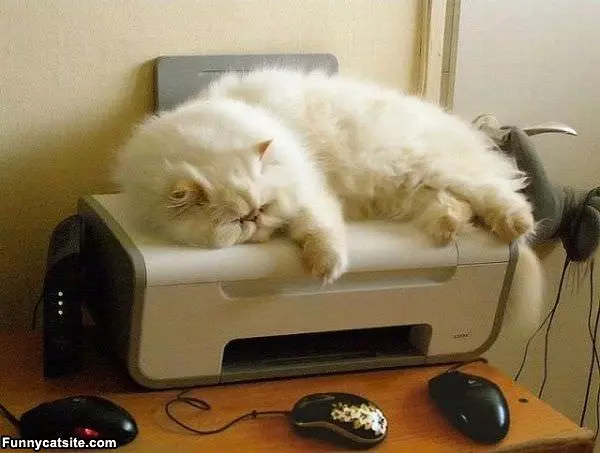 Printer Is Warm