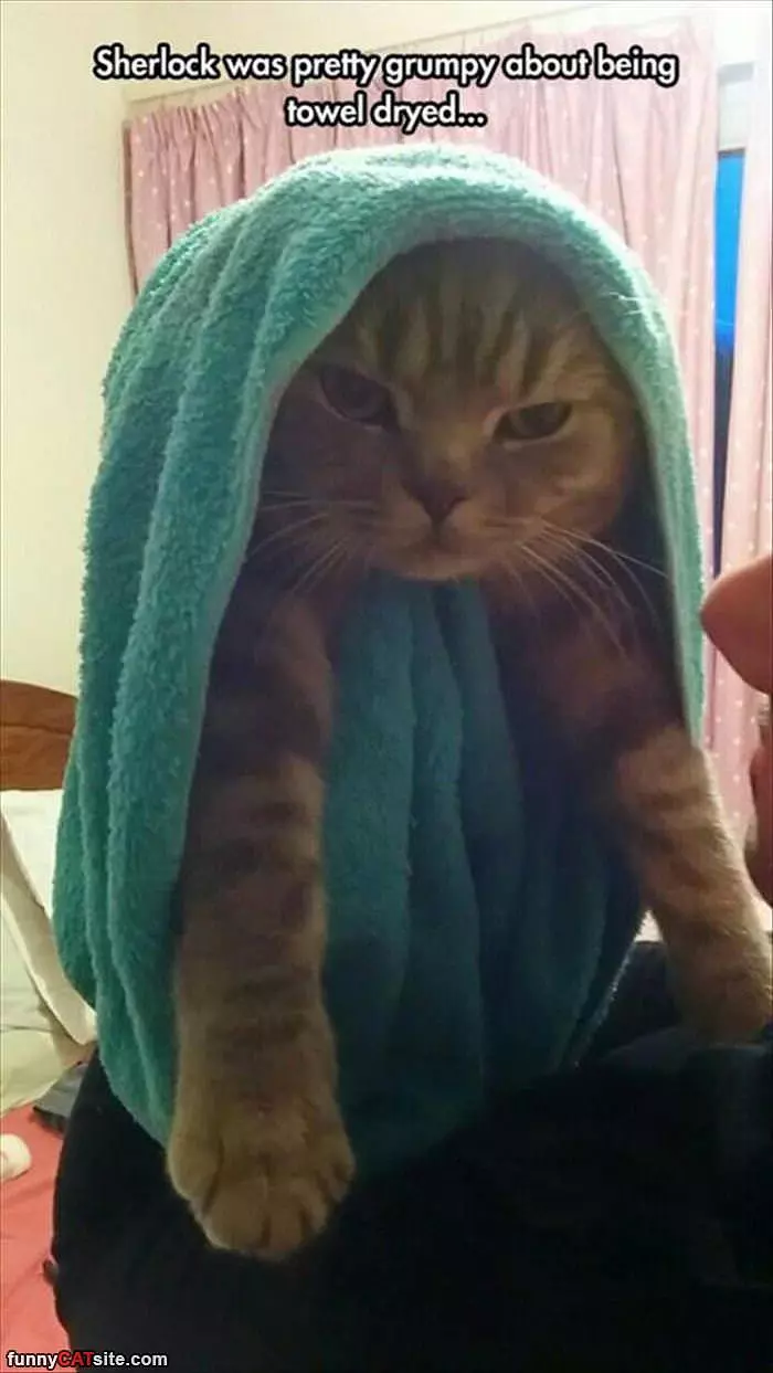 Towel Dried Cat