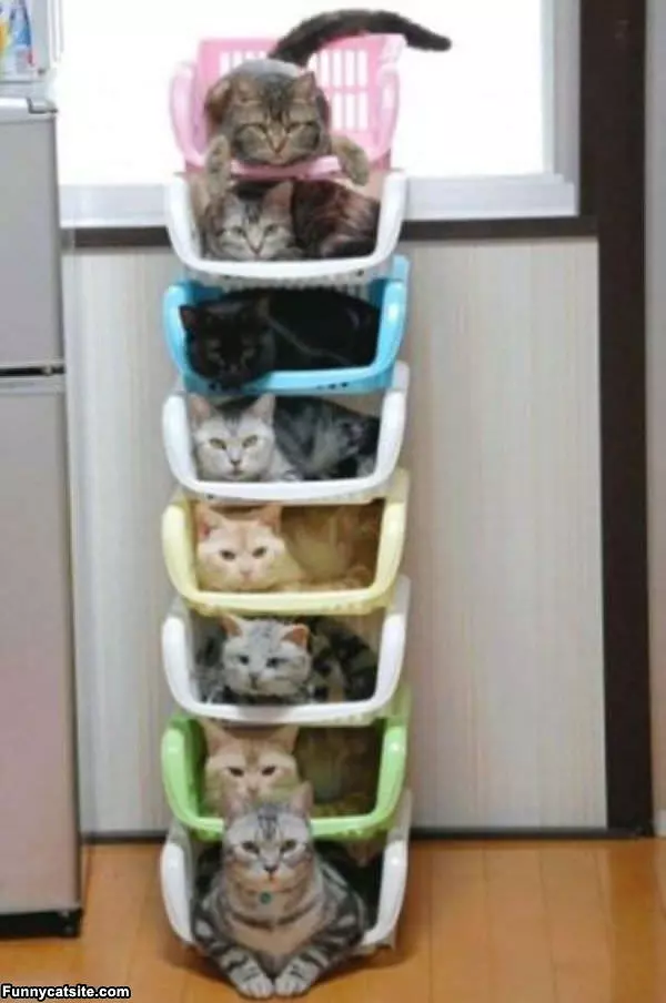 Large Stack Of Cats